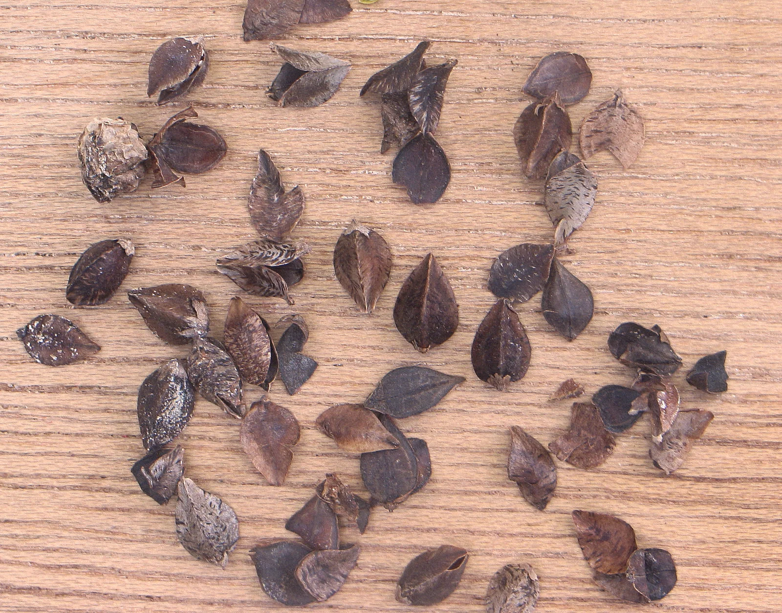 Sarrasin : bienfaits nutritionnels et recettes sans gluten